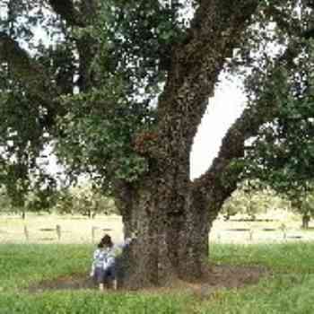 Click para ampliar. Pulsa en el nombre para ver la ficha.
